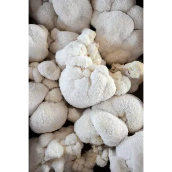Mushroom (21)-6687376-52675.webp